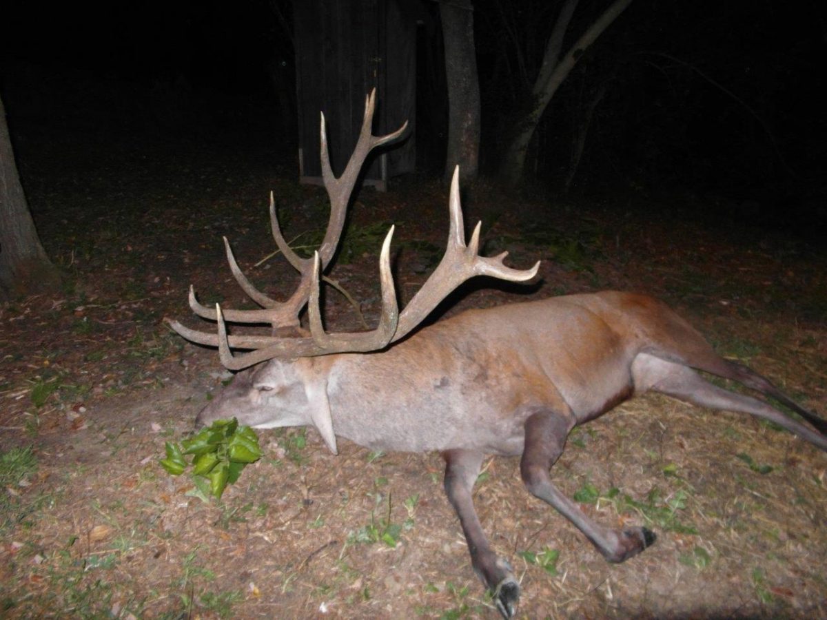 Chasse du Cerf au Brame – Image 2