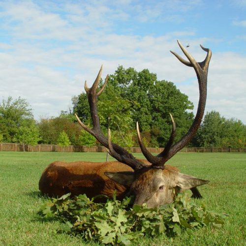 Chasse du Cerf au Brame