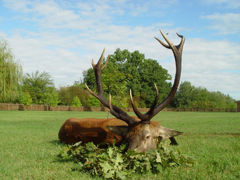 Chasse du Cerf au Brame