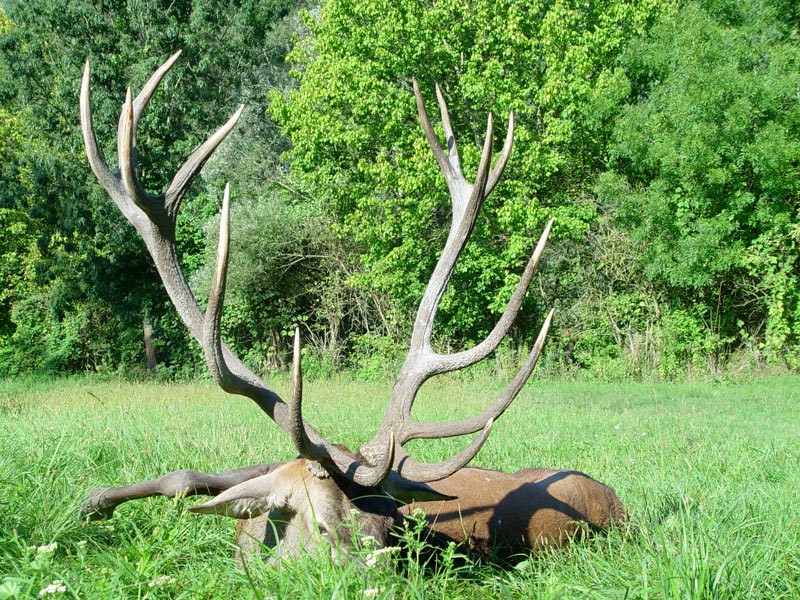 Chasse du Cerf au Brame – Image 3