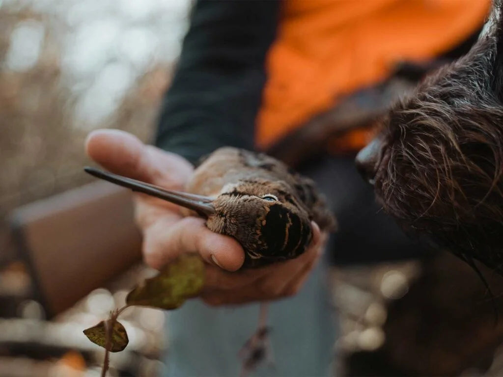 Séjour bécasses, Gelinottes et gibier d'eau au Québec