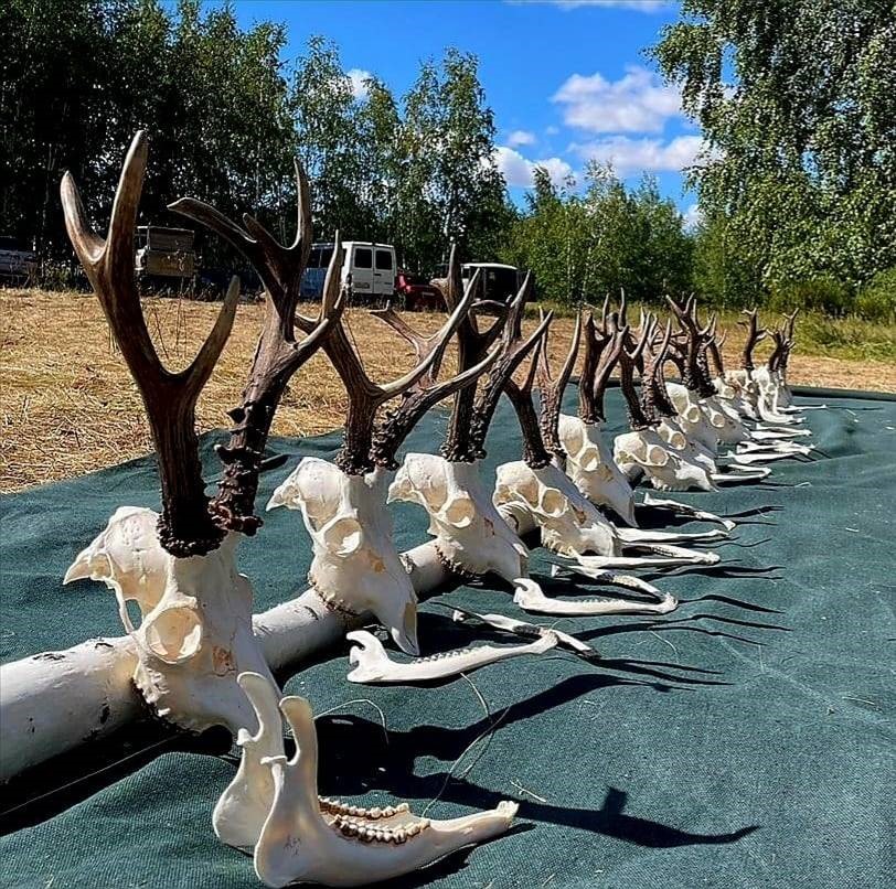 Chasse au chevreuil de Sibérie
