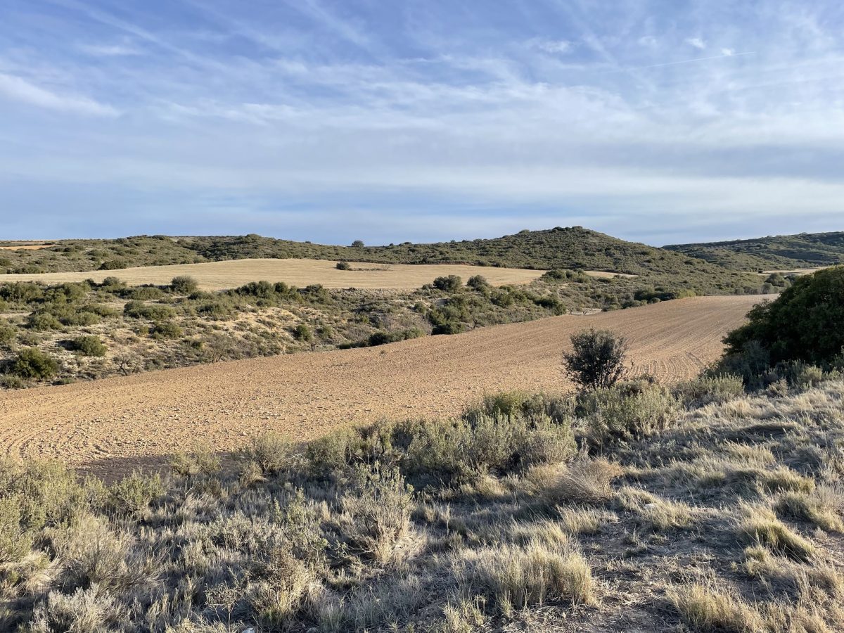 Chasse Perdreaux et Lapins en Espagne - Secteur Saragosse – Image 2