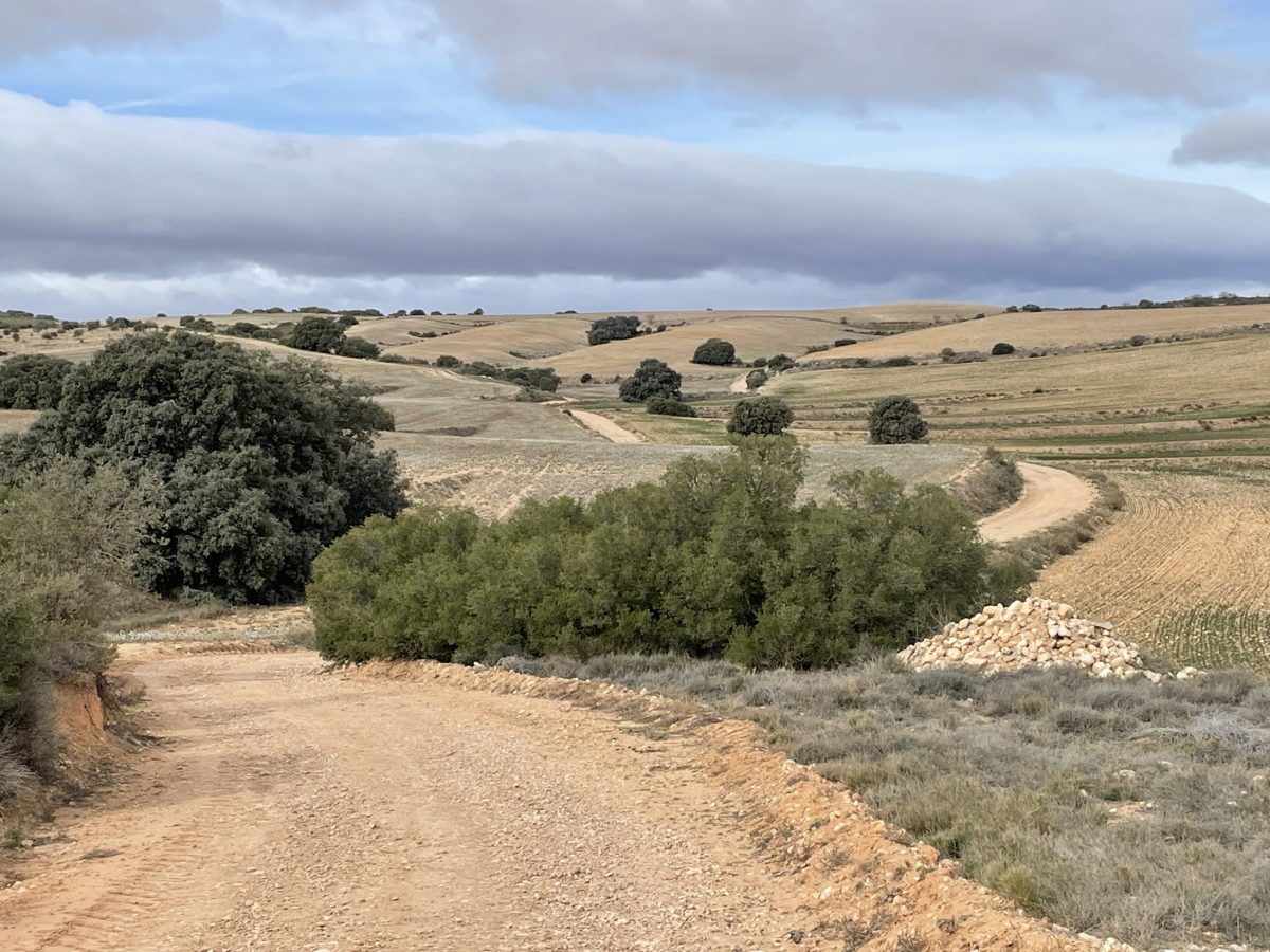 Chasse Perdreaux et Lapins en Espagne - Secteur Saragosse – Image 5