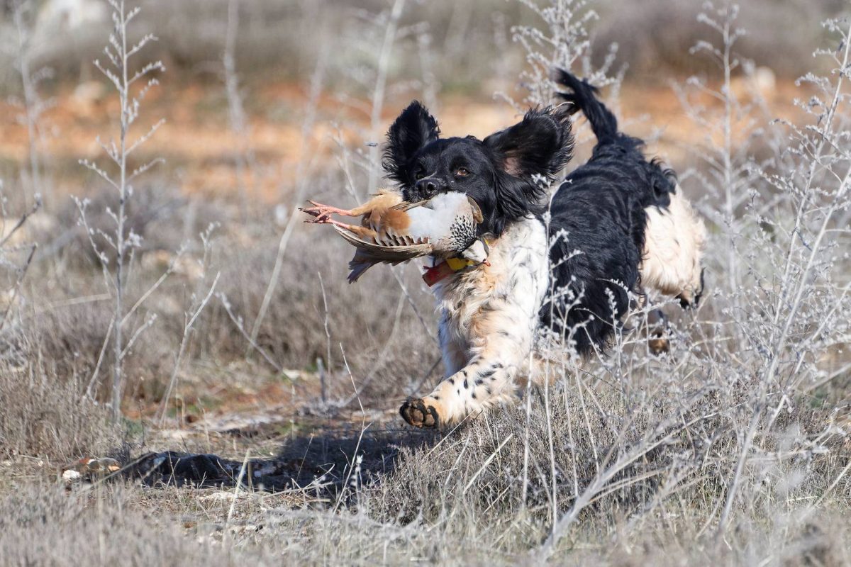 Chasse Perdreaux et Lapins en Espagne - Secteur Saragosse