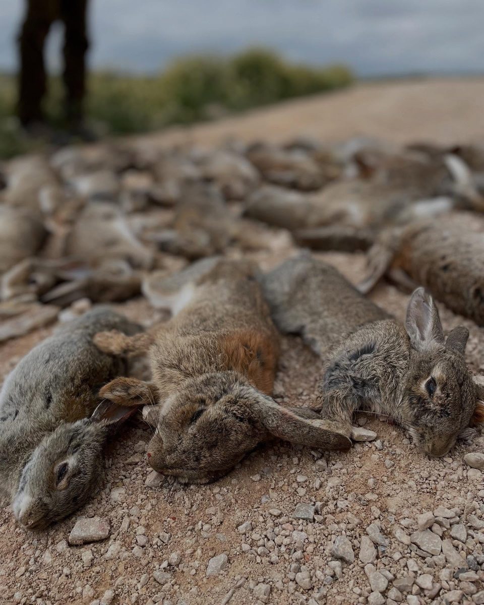 Chasse Perdreaux et Lapins en Espagne - Secteur Saragosse – Image 7