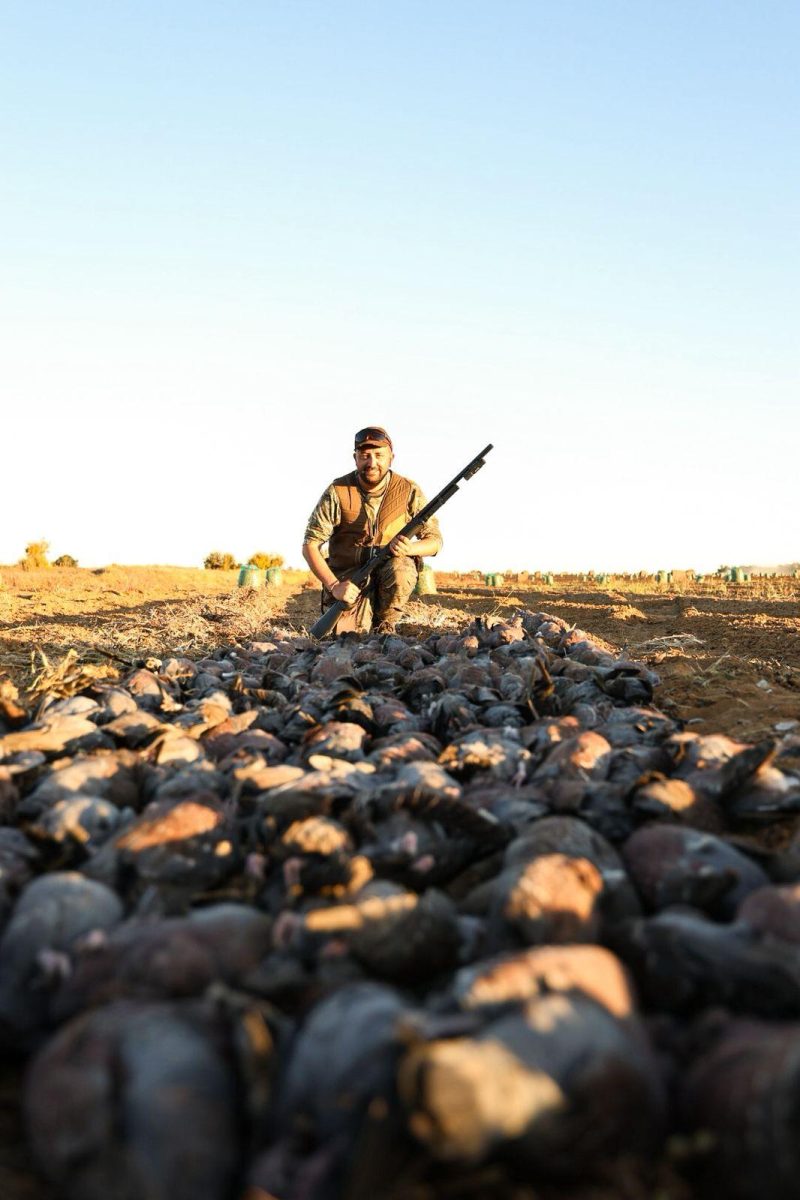 Séjour Oies Canards Pigeons en Afrique du Sud