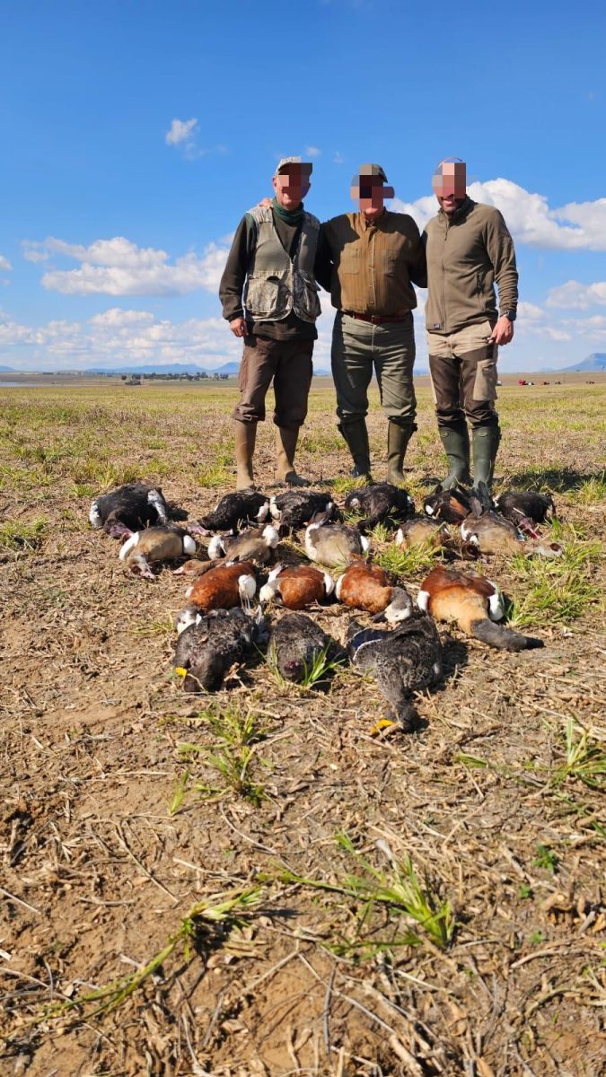 Séjour Oies Canards Pigeons en Afrique du Sud – Image 4